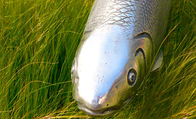 智慧便利优质的网页端ddos